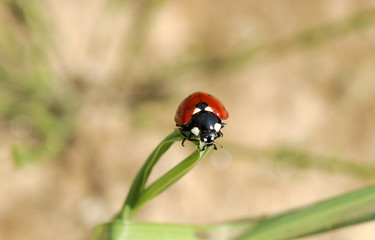 ladybird