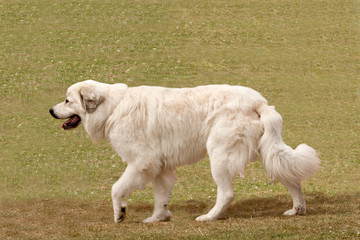 pyrenean mountain dog moving slowly