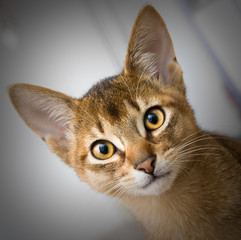 young abessinier cat in action