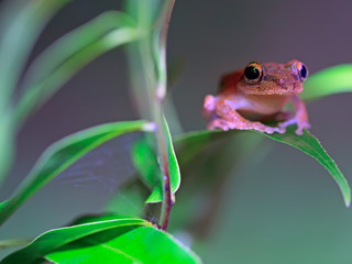 Tree frog