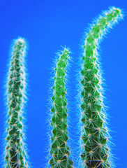 Cactus branches