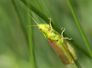 grasshopper