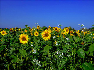 Fototapeta premium Sonnenblumenmeer