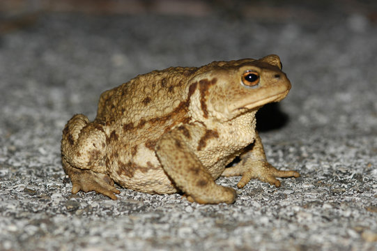 Rospo - Bufo vulgaris)