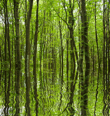 bosco verde riflesso