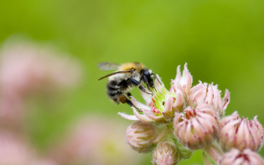 bumblebee
