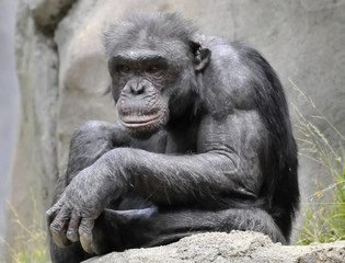 Old Chimpanzee