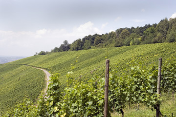 Fototapeta na wymiar Winnica w lecie 1 - winnic w lecie 1