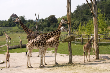 Giraffes in zoo