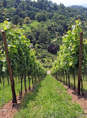 Weinber im Sommer 3 - vineyard in summer 3