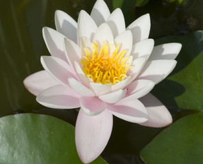 water lily