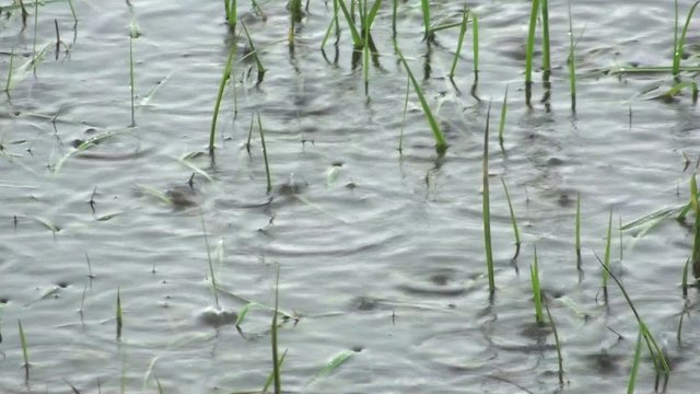 regentropfen fallen ins wasser