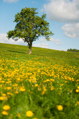 Tree in flower fields