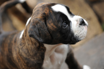 Boxerwelpe 87