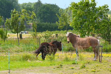 Fototapeta premium Horse and pony