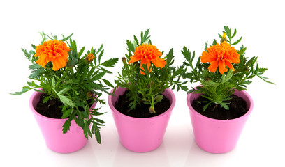 cheerful orange tagetes