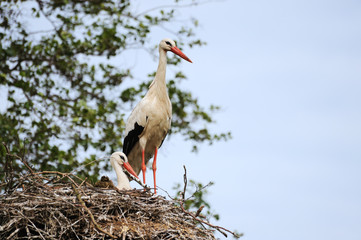 storks