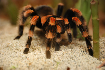 Mexican Red Kneed Tarantula - Brachypelma smithii
