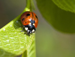 Ladybird on leaf