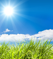 Fototapeta premium fresh green grass