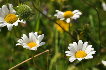 Daisies