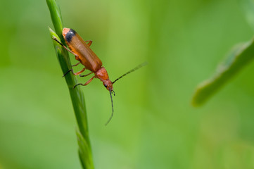 Rhagonycha fulva - Cantárido