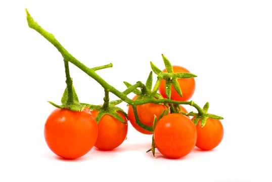 mini tomato isolated white background