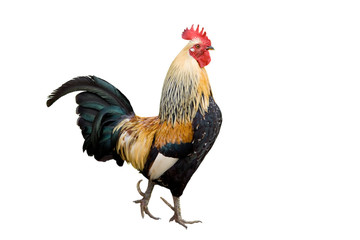 Rooster isolated on white background - obrazy, fototapety, plakaty