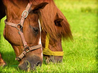 two horses waist grass
