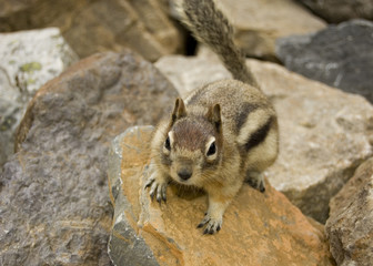 Chipmunk