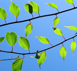 Young Twigs Against Blue Sky