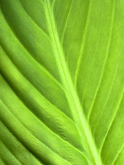 Fresh Green Leaf Close-up