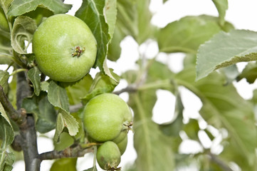 frutas y verduras 63