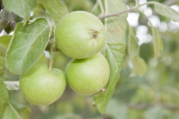 frutas y verduras 62