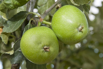 frutas y verduras 51