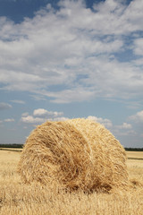 wheat rolls at field