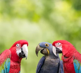 Fototapeten Parrot meeting © Vivid Pixels