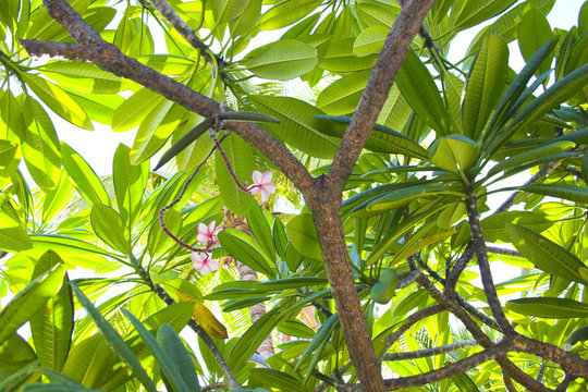 Frangipani plant