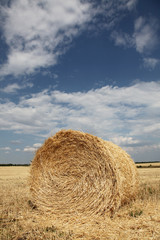 Wheat rolls at field