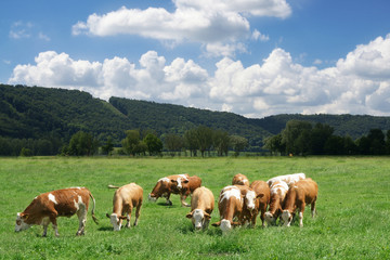Fototapeta na wymiar Dairy Cows