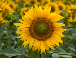 Girasole