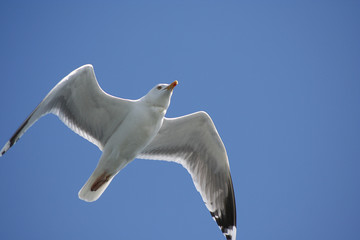 Mit dem Wind