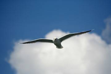 Möwe vor einer Wolke