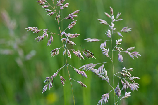 smooth-stalked meadow grass 07