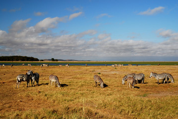 An african landscape with zebras