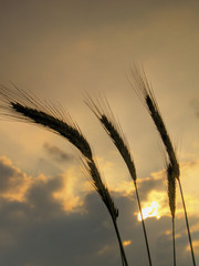 silhouettes of five barley ears