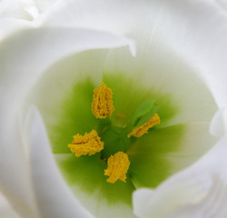 detail of a bloom