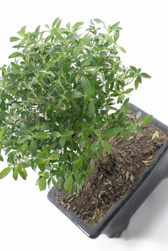 Bonsai 05