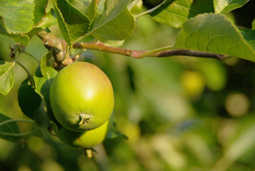 jeune pomme sur arbre