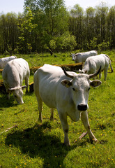 Dutch white cow